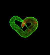 Worm Love