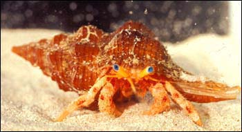 Hermit Crab