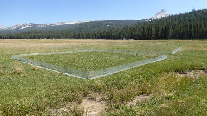 Tuolumne Meadows restoration 2