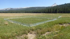 Tuolumne Meadows restoration 2