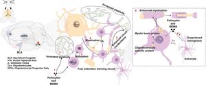 MDMA and Psilocybin Regulate Oligodendrocyte-Lineage Cell Numbers and Anxiety-Like Behaviors in a Rat Model of Fear