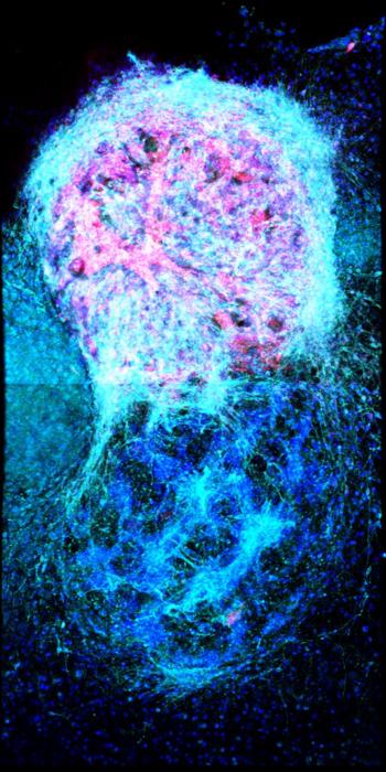 3D-printed two-layer cerebral cortical tissue