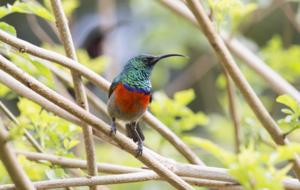 Greater double-collared sunbird