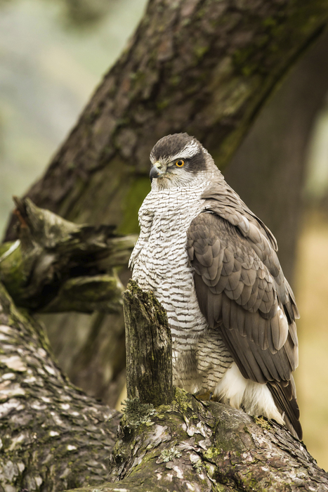 Northern Goshawk