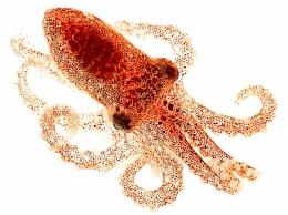 Octopus Hatchling