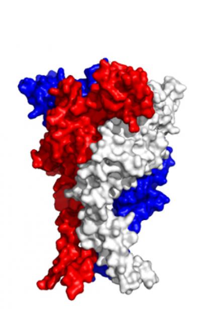 Model of the Human P2X1 Receptor