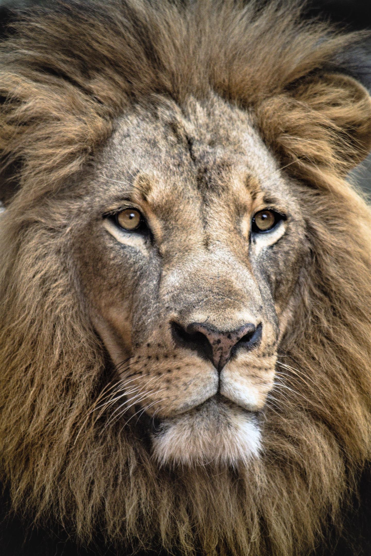 Virtual Populations of Animals in the Marketing Media Deceive Us about Their Survival in the Wild