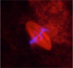 Mitotic Spindle