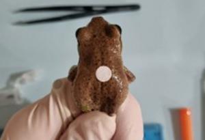 Blue Mountains tree frog with dermal patch developed by La Trobe University scientists