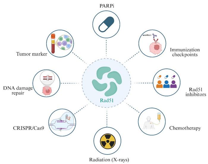 Therapeutic landscape of Rad51 in cancer treatment