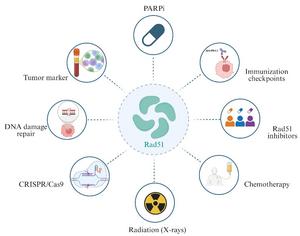 Therapeutic landscape of Rad51 in cancer treatment