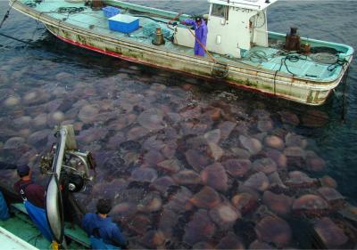 Giant Jellyfish Bloom