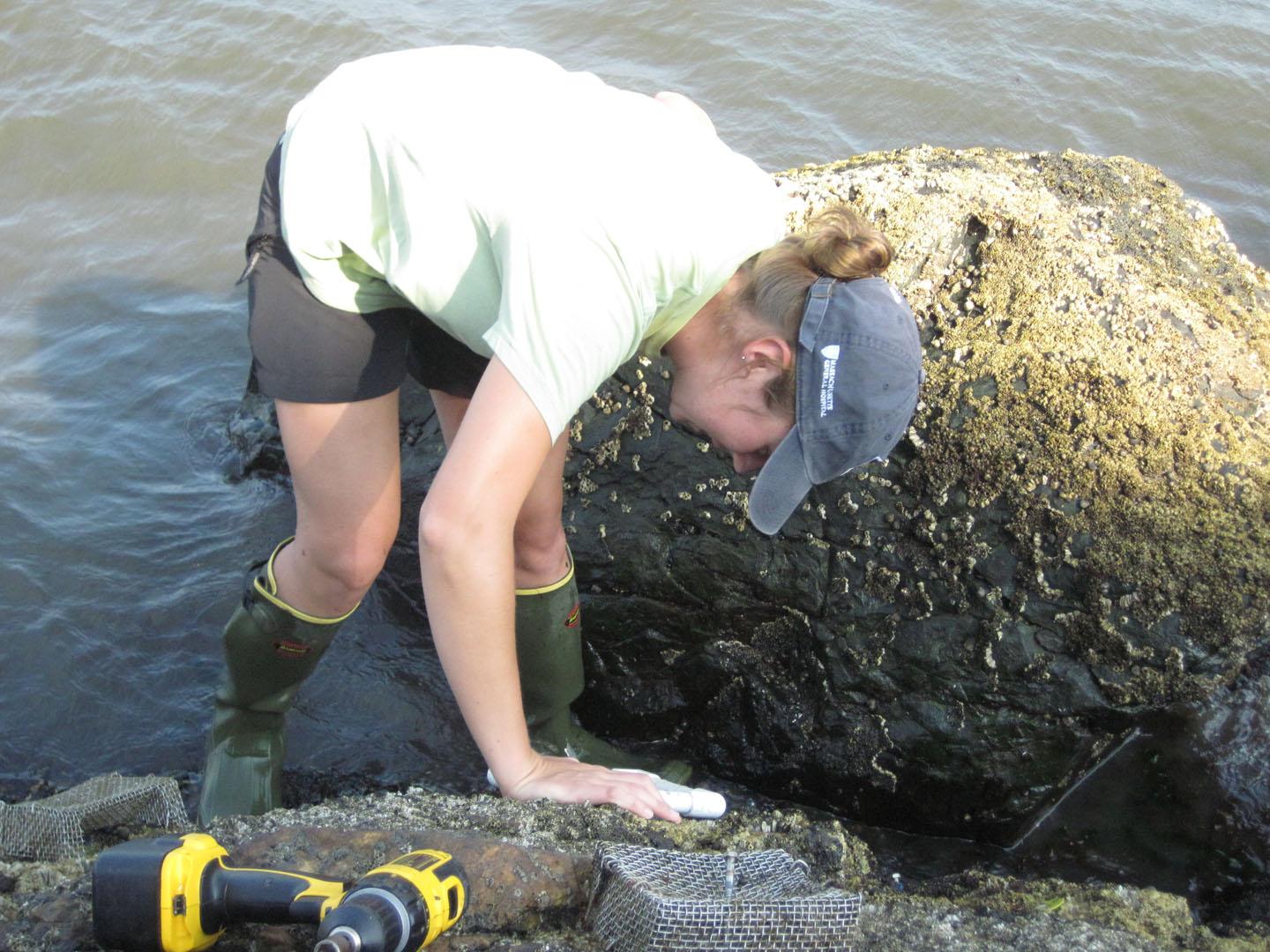 Mussel Mysteries