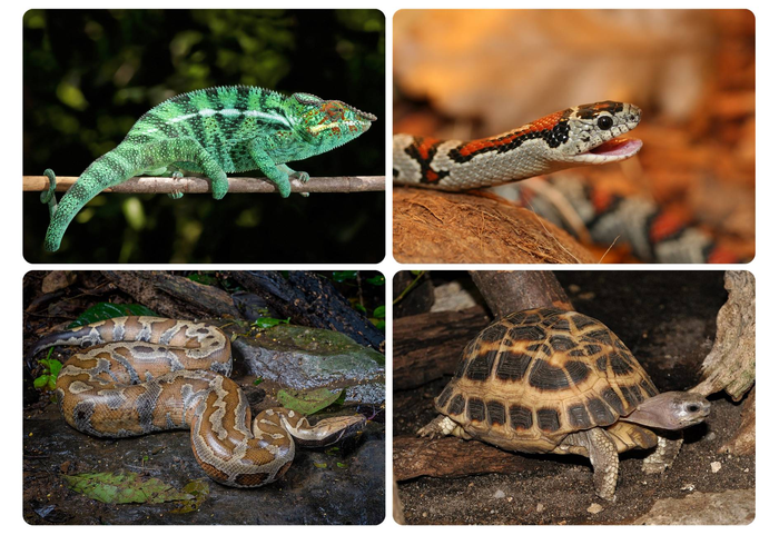 Species at high risk
