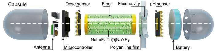 Separate component model of capsule