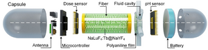 Separate component model of capsule