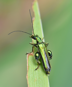 Thick-legged flower beetle