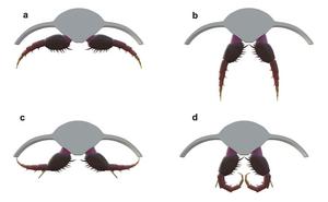 3D model of Olenoides serratus