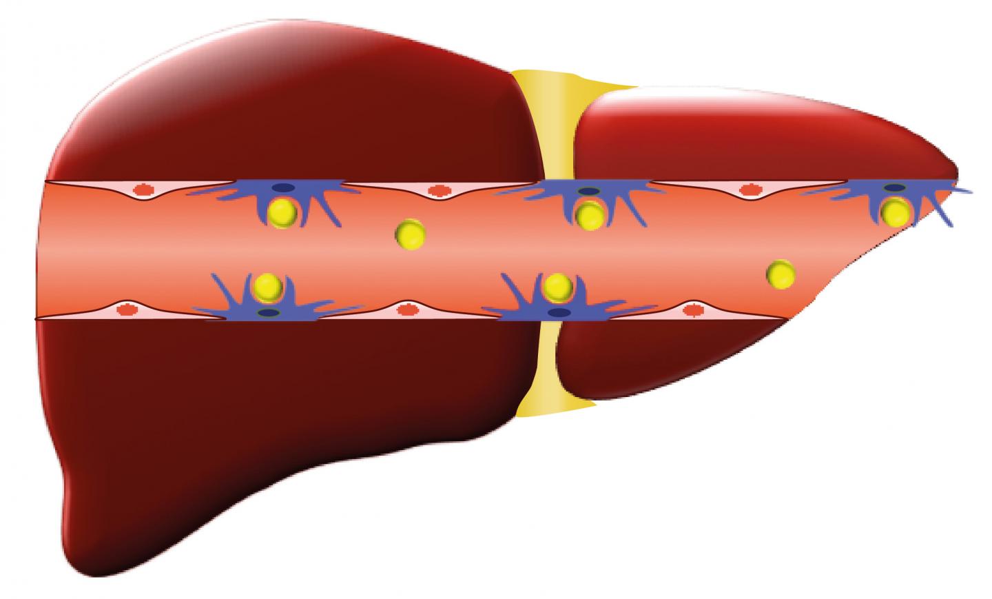 Liver Schematic