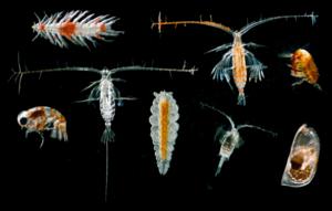 Zooplankton