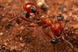 Cleaner ants tending to harvester ant