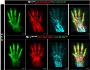 Figure 4. Fluorescent visualization of defective tendon maturation in Scx-deficient mice