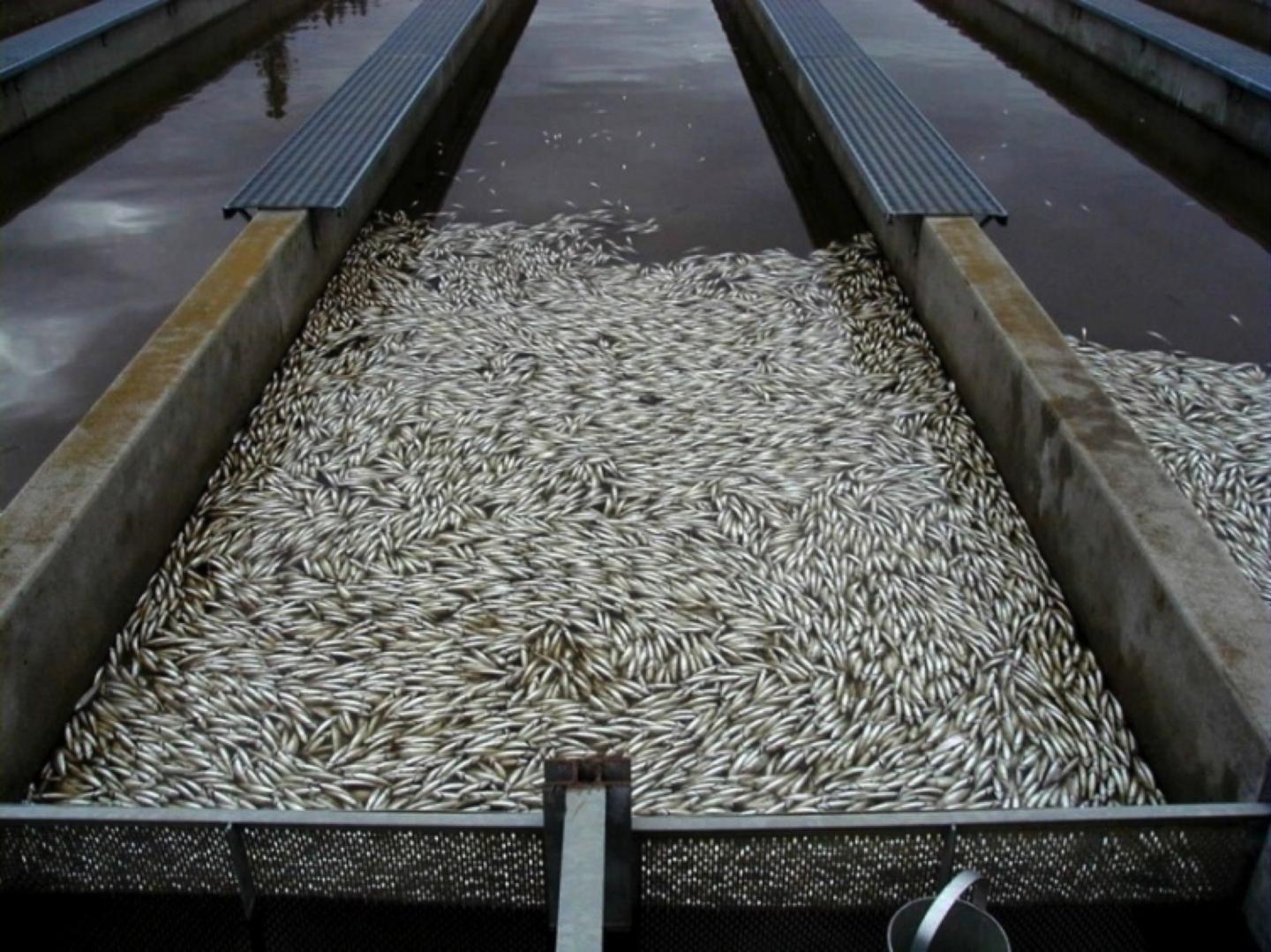 Juvenile Steelhead Trout Undergoing an IHNV Epidemic