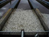 Juvenile Steelhead Trout Undergoing an IHNV Epidemic