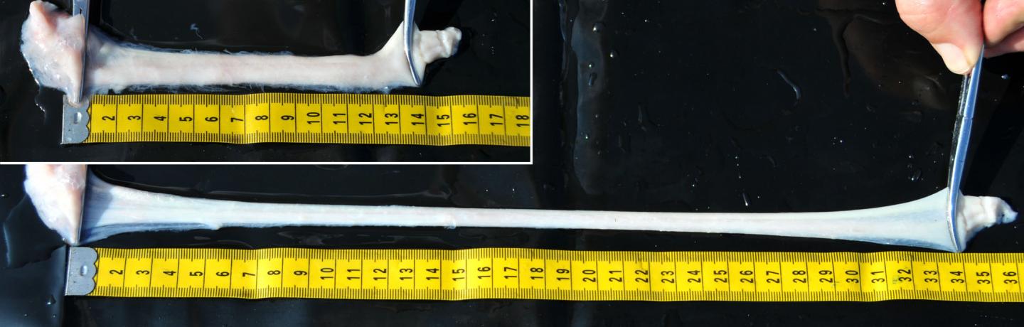 Gigantic Whales Have Stretchy 'Bungee Cord' Nerves
