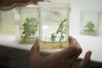 Tissue Culture Propagation of <i>Artemisia annua</i>