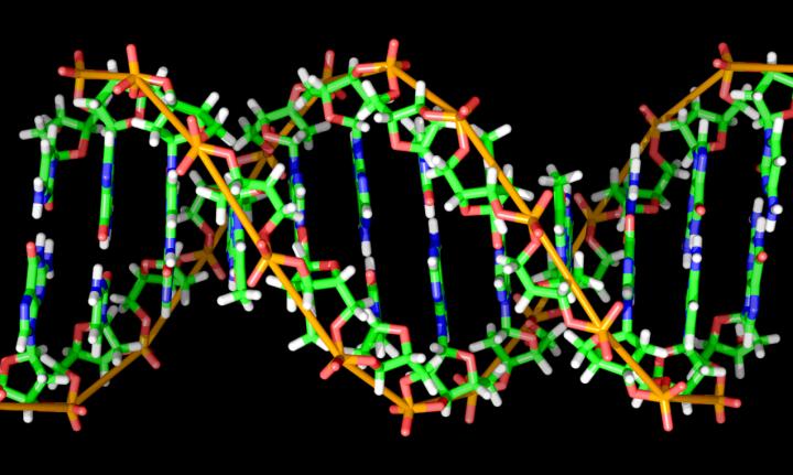 B-DNA
