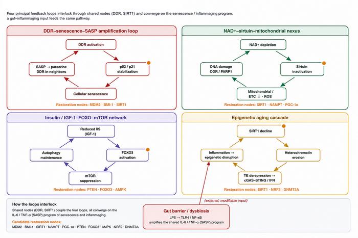 The guardian paradox: DNA damage response overactivation as an integrative driver of aging – a tumor suppressor–negative regulator framework