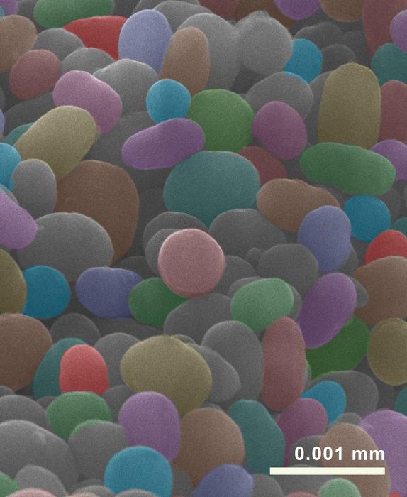 Tiny fossilised cell organelles, so-called melanosomes, in false colours, from the eyespot of a fossil frog.