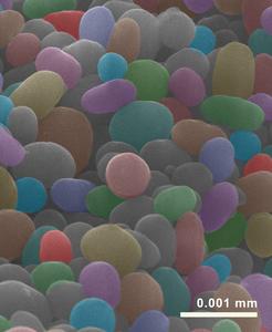 Tiny fossilised cell organelles, so-called melanosomes, in false colours, from the eyespot of a fossil frog.