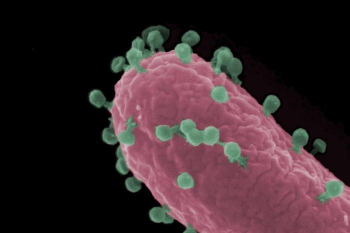 Bacteriophage infection of Escherichia coli