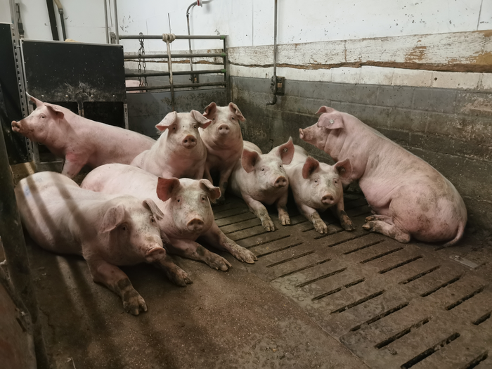 Schweine im Stall