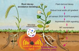 Saprotropism process in detail