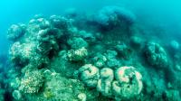 Reefs