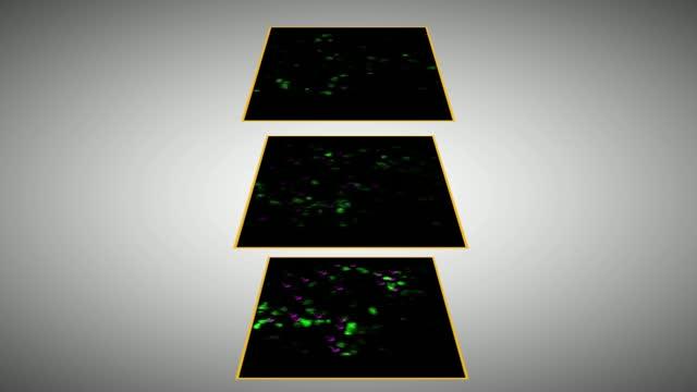 Activated Neurons