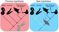 Hagfish Vertebrate Tree