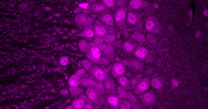 Neurons