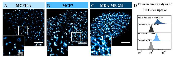 Figure2. Compared dSTORM Imaging and FITC-Ser uptake for Three Cell-Surface SerTs