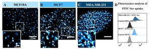 Figure2. Compared dSTORM Imaging and FITC-Ser uptake for Three Cell-Surface SerTs