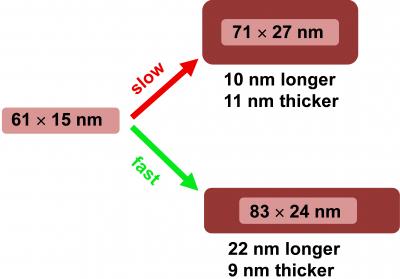 Scientists Control Dimensions of Gold Nanorods
