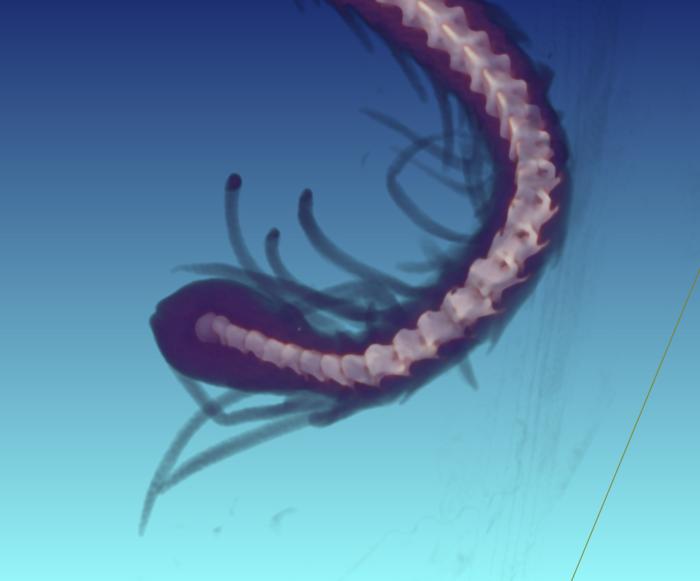 Tail