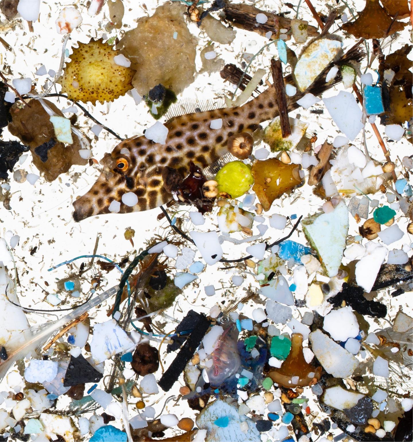 A Scribbled Filefish in a Sea of Plastics