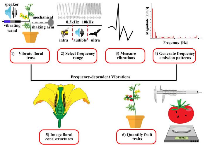 Experimental approach towards engineering precision noncontact sonication technology to boost floral vibrations, self-pollination and tomato fruit development.