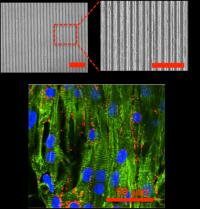 Heart Muscle