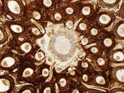 Fern Fossil