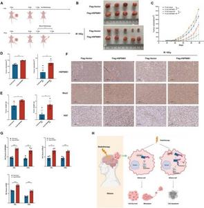 HSP90B1 enhanced tumor proliferation and radioresistance in mice
